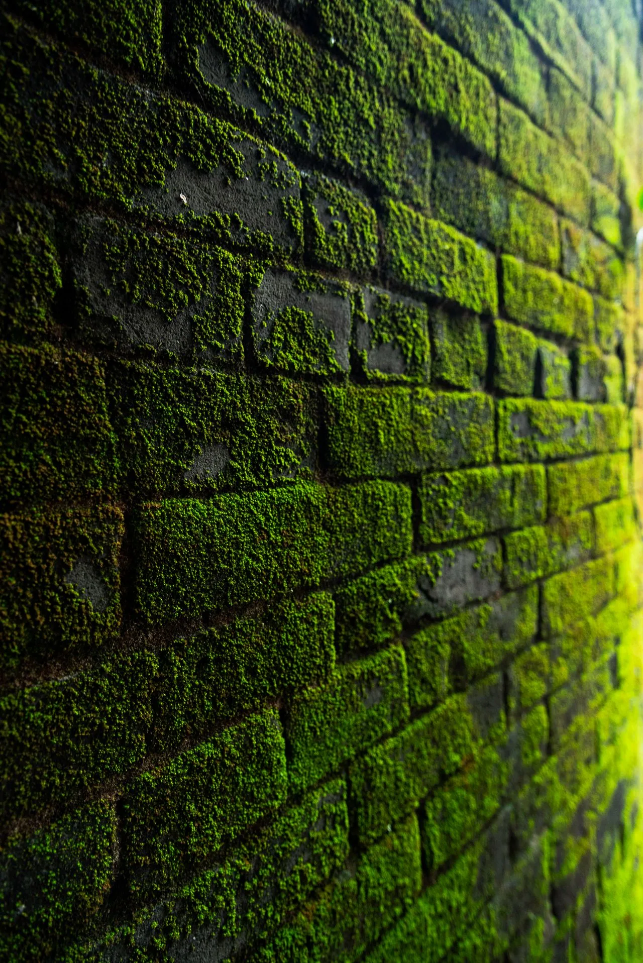 A lush green plant wall.