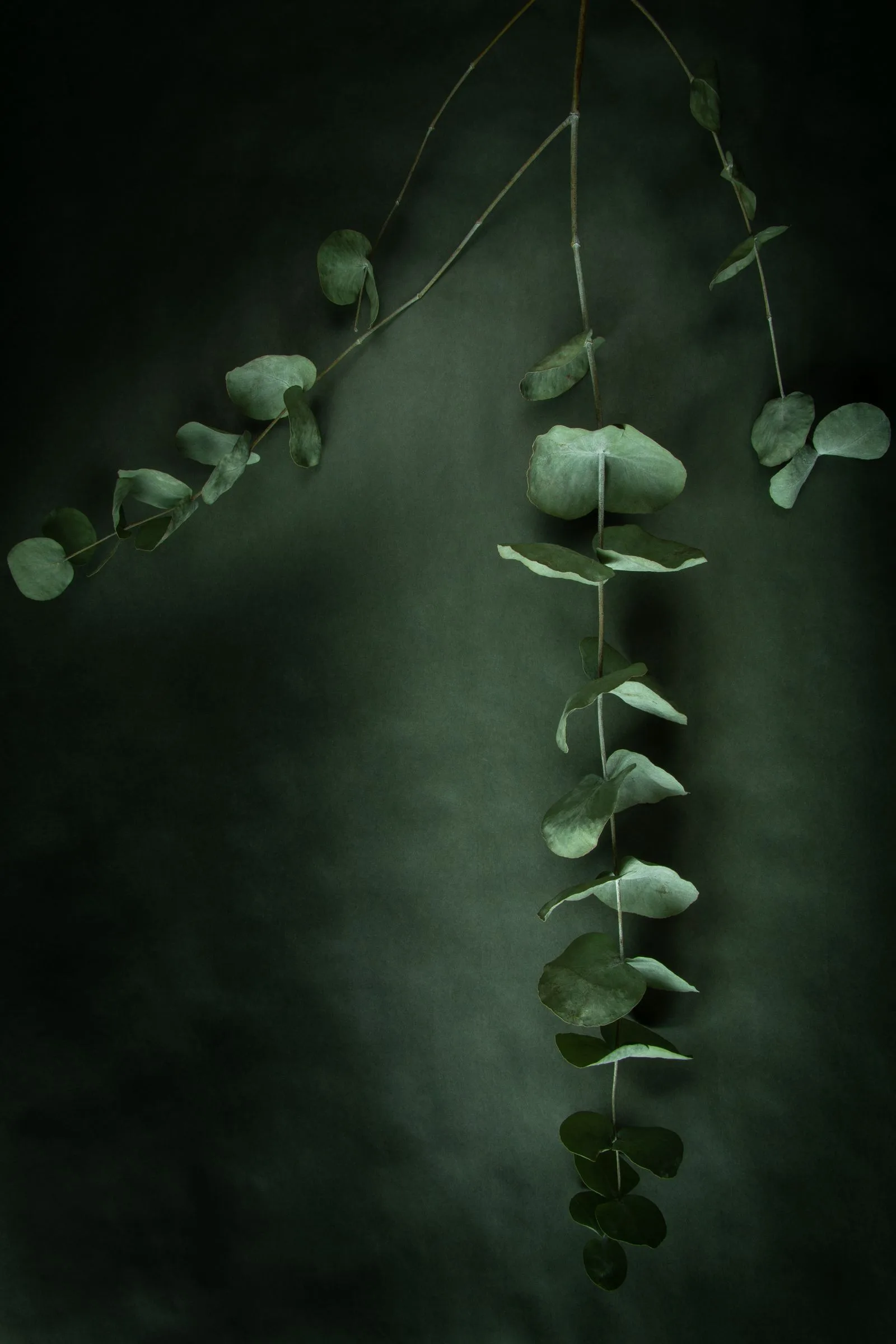 Lush green leaves on a deep, calm green backdrop.